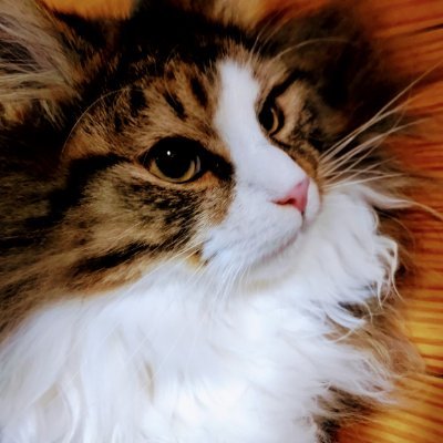 画像診断